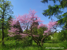 Piękny judaszowiec.