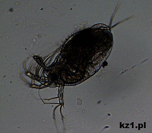 Jak wygląda pchła wodna?