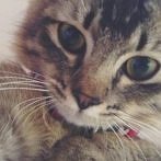 Okładka #cat selfie