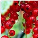 Okładka Kuchnia Kuchnia