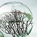 Okładka Nauka i Przyroda