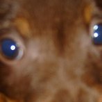 Okładka Słoik i inne zwierzaki