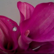 removed-ArlettaLembowicz